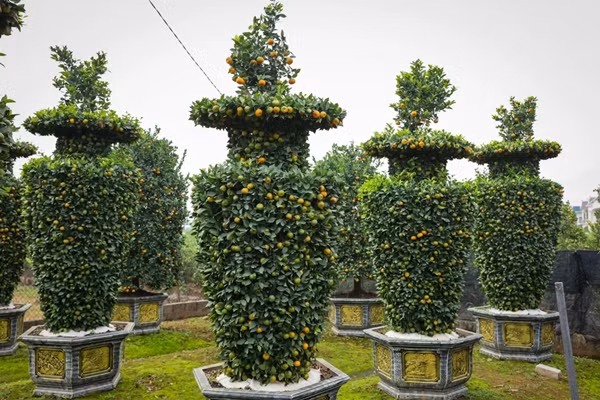 Vườn quýt nhà anh Nguyễn Văn Thạnh (xã Liên Nghĩa, huyện Văn Giang, tỉnh Hưng Yên) có nhiều cây quýt lục bình khổng lồ thu hút đông đảo khách mua. Ảnh: Vietnam+