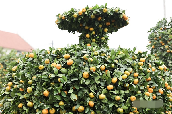 Trong đó, cây quýt với hình dáng giống bình hút lộc giá từ 42-45 triệu đồng/cặp. Ảnh: Suckhoedoisong