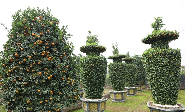Để tạo nhiều dáng thế, cây quýt phải được trồng 4 - 5 năm, nhiều cành lớn, tán rộng. Ảnh: Công Luận
