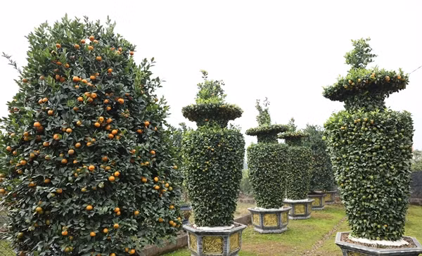 Để tạo nhiều dáng thế, cây quýt phải được trồng 4 - 5 năm, nhiều cành lớn, tán rộng. Ảnh: Công Luận