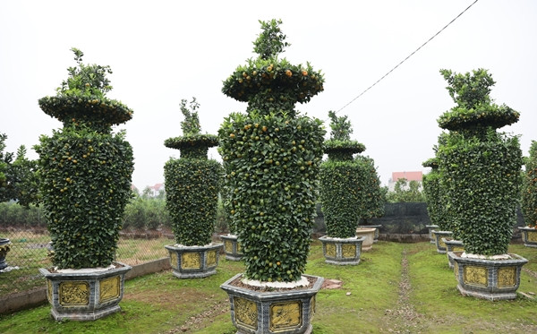 Đáng chú ý, nhiều chủ vườn quýt đã tạo ra những kiểu dáng cây mới lại thu hút người mua. Ảnh: Công Luận