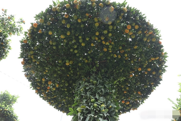 Những cây quýt lục bình giá từ 25-30 triệu đồng. Ảnh: Công Luận