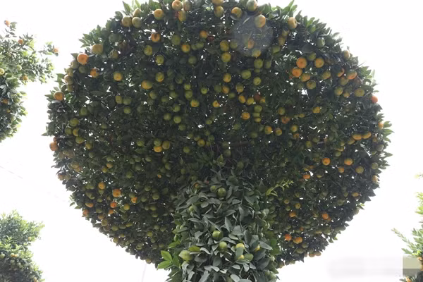 Những cây quýt lục bình giá từ 25-30 triệu đồng. Ảnh: Công Luận