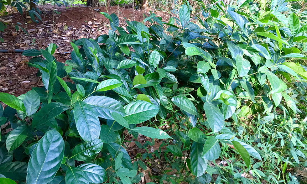 Những ngày mưa, cả khu vườn lại mọc đầy các loại rau. Ảnh: FB Nguyễn Kiều Trinh