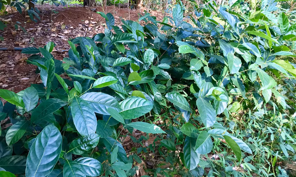 Những ngày mưa, cả khu vườn lại mọc đầy các loại rau. Ảnh: FB Nguyễn Kiều Trinh