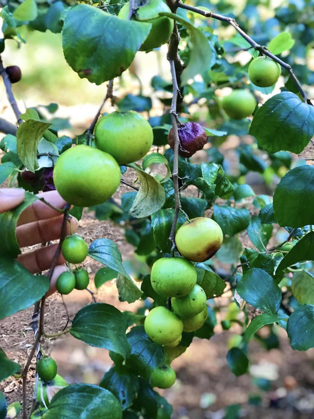 So với sầu riêng, các loại cây khác như táo, xoài... dễ chăm sóc hơn. Ảnh: FB Nguyễn Kiều Trinh