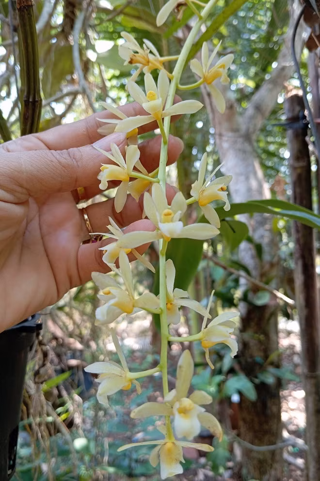 Kiều Trinh chăm sóc cây khá đơn giản, chủ yếu làm cỏ và tưới nước, không sử dụng phân bón. Ảnh: FB Nguyễn Kiều Trinh