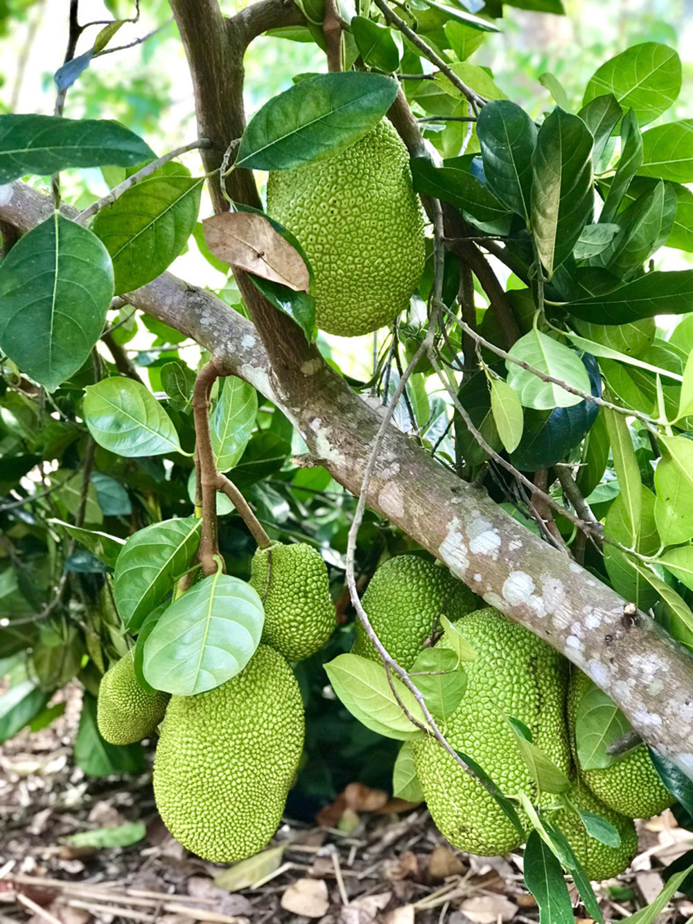 Ngoài hoa, nhà vườn 6.000m2 của Kiều Trinh còn có đủ các loại cây ăn trái như: chôm chôm, mít, xoài, ổi, chuối, đu đủ... Ảnh: FB Nguyễn Kiều Trinh