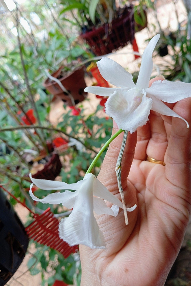 Ban đầu, khu vườn hoang tàn, cây cối khô héo nhưng nay đã ngập tràn hoa và cây ăn trái. Ảnh: FB Nguyễn Kiều Trinh