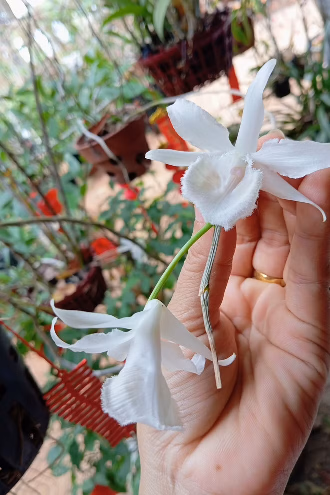 Ban đầu, khu vườn hoang tàn, cây cối khô héo nhưng nay đã ngập tràn hoa và cây ăn trái. Ảnh: FB Nguyễn Kiều Trinh