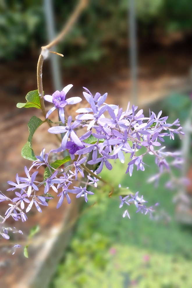 Nữ diễn viên chủ yếu chăm bón cây cối bằng nước sạch bơm lên từ giếng. Ảnh: FB Nguyễn Kiều Trinh