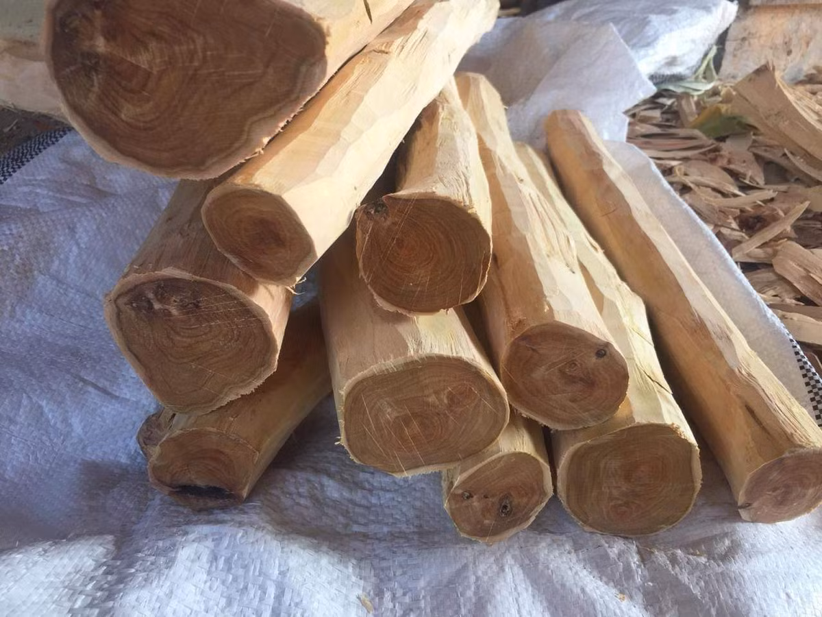 Quá trình thu hoạch và chế tác gỗ đàn hương diễn ra trong thời gian dài, trải qua nhiều công đoạn. Sau khi được khai thác, gỗ đàn hương được đưa về sở lâm nghiệp để tiến hành đấu giá. Ảnh: Grandawood