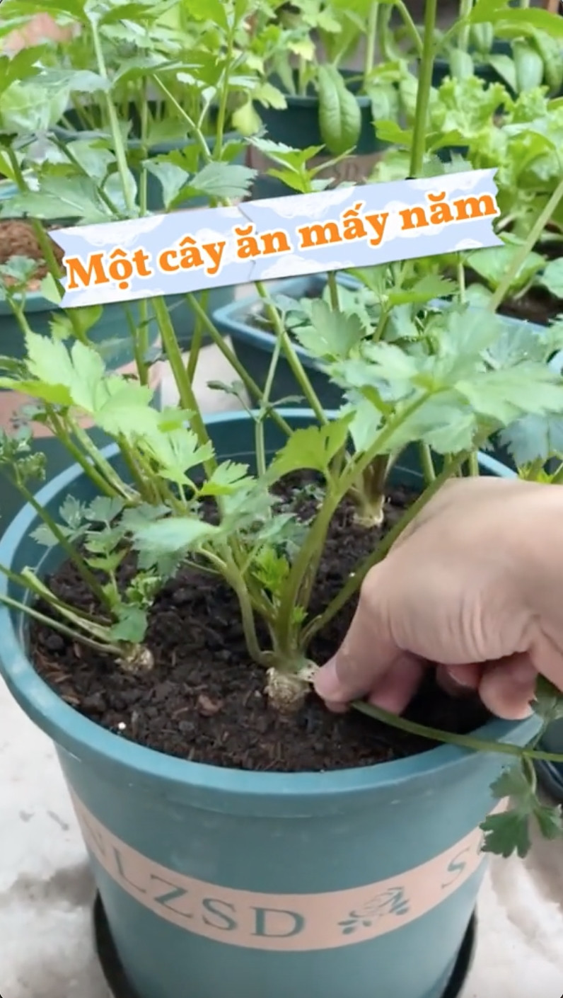 Theo như clip, cây cần tây được cắt tỉa từng cọng rau mỗi lần để nấu nướng. Khi tỉa phần bên ngoài thì những lá non ở giữa sẽ tiếp tục mọc ra, và phần gốc cây rau dần dần phát triển lên, phình ra. Ảnh: @mevuon.vn
