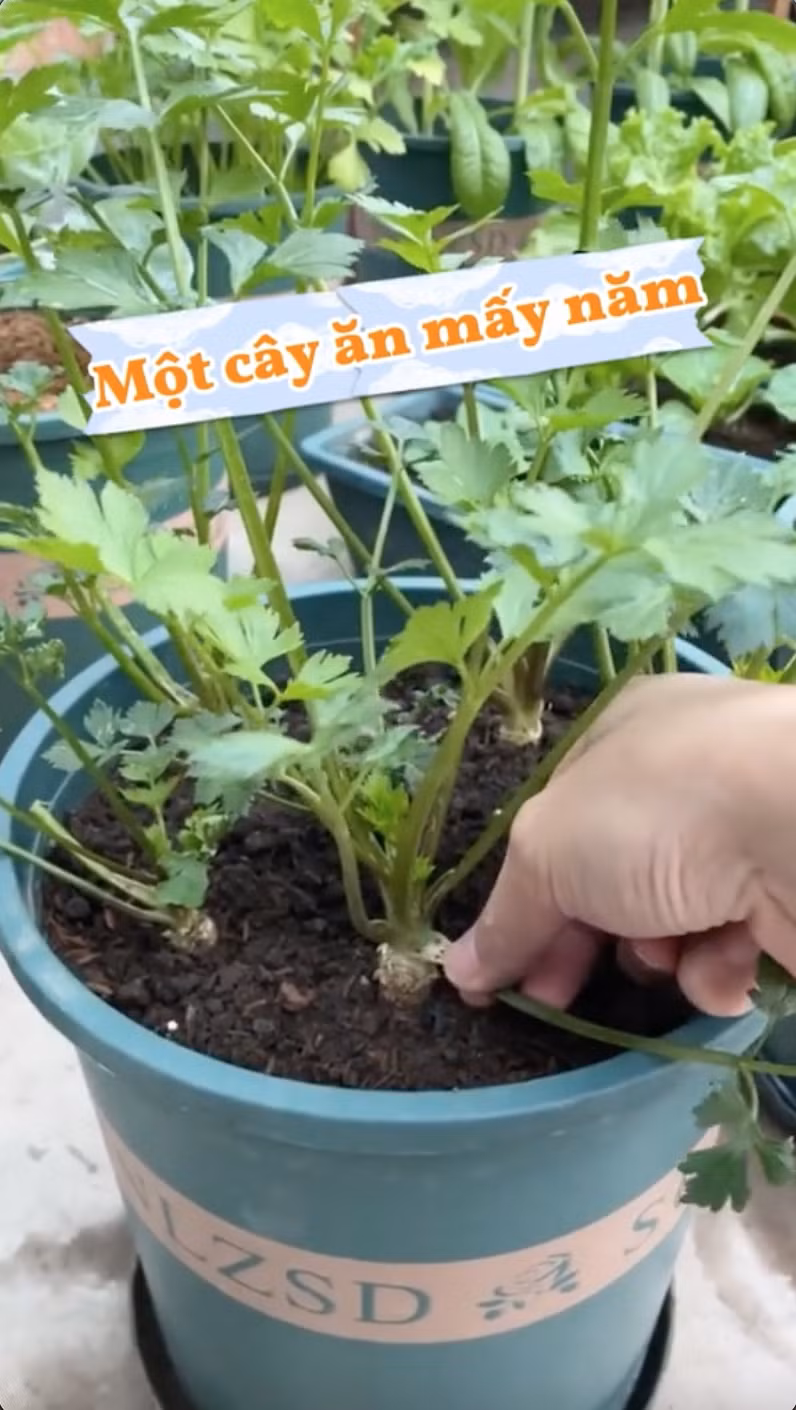 Theo như clip, cây cần tây được cắt tỉa từng cọng rau mỗi lần để nấu nướng. Khi tỉa phần bên ngoài thì những lá non ở giữa sẽ tiếp tục mọc ra, và phần gốc cây rau dần dần phát triển lên, phình ra. Ảnh: @mevuon.vn