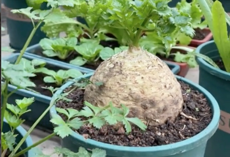 Nhiều cư dân mạng không ngừng trầm trồ trước sự thú vị của cây cần tây. Có người còn trả giá tận 7 tỷ đồng cho cây cần tây độc đáo này. Tuy nhiên, trả giá chỉ cách nói đùa của các cư dân mạng. Ảnh: @mevuon.vn