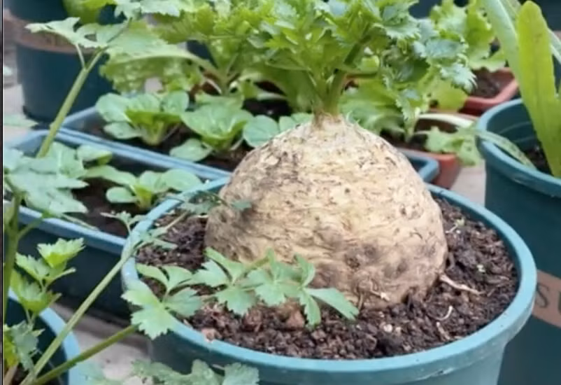 Nhiều cư dân mạng không ngừng trầm trồ trước sự thú vị của cây cần tây. Có người còn trả giá tận 7 tỷ đồng cho cây cần tây độc đáo này. Tuy nhiên, trả giá chỉ cách nói đùa của các cư dân mạng. Ảnh: @mevuon.vn