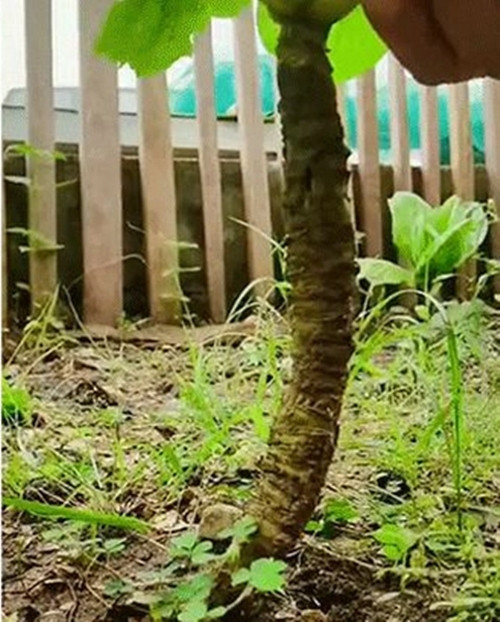 Trước đó, từng xuất hiện cây rau cải "cổ thụ" được dân chơi bonsai thi nhau đòi mua. Ảnh chụp màn hình TikTok