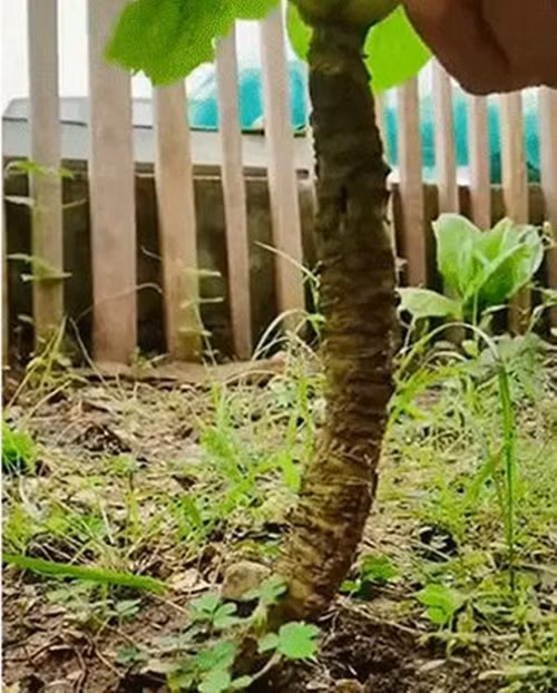 Trước đó, từng xuất hiện cây rau cải "cổ thụ" được dân chơi bonsai thi nhau đòi mua. Ảnh chụp màn hình TikTok