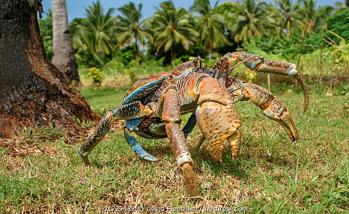 Dù có ngoại hình độc lạ nhưng thức ăn của cua dừa khá đơn giản như các loại hoa quả, đặc biệt là dừa và sung. Ảnh: Naturepl