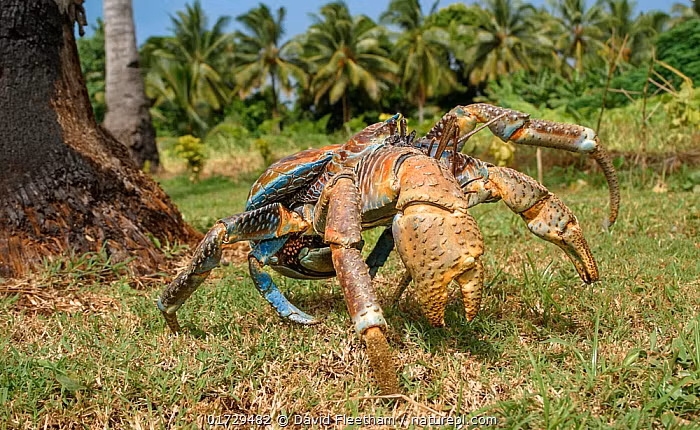 Dù có ngoại hình độc lạ nhưng thức ăn của cua dừa khá đơn giản như các loại hoa quả, đặc biệt là dừa và sung. Ảnh: Naturepl