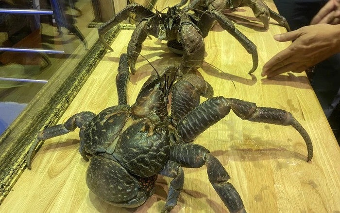 Ở Việt Nam, cua dừa được bán là hàng nhập khẩu, chủ yếu từ Nhật Bản hoặc Australia. Ảnh: Dân Việt