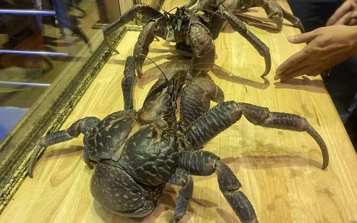 Ở Việt Nam, cua dừa được bán là hàng nhập khẩu, chủ yếu từ Nhật Bản hoặc Australia. Ảnh: Dân Việt