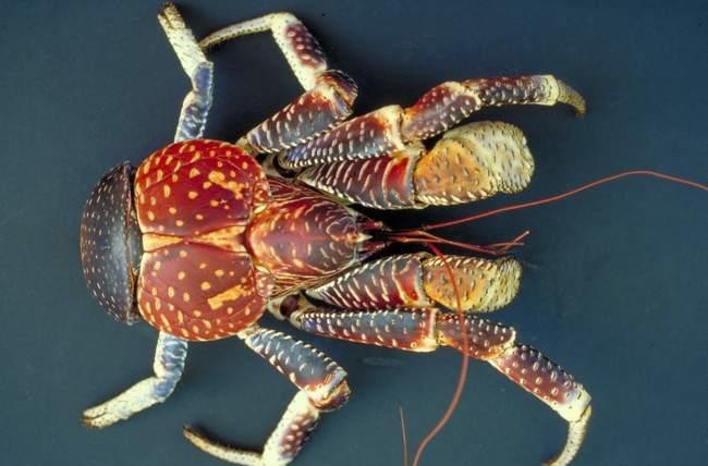 Nhìn vẻ ngoài có phần hung hãn, đáng sợ nhưng cua dừa là đặc sản thơm ngon, bổ dưỡng. Ảnh: Getty