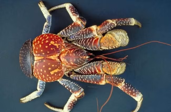 Nhìn vẻ ngoài có phần hung hãn, đáng sợ nhưng cua dừa là đặc sản thơm ngon, bổ dưỡng. Ảnh: Getty