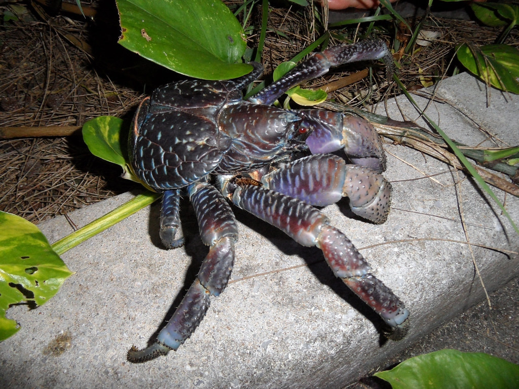 Ngoài ra, chúng còn bắt chuột hoặc chim. Một số loài vật chậm chạp như rùa biển cũng trở thành miếng mồi ngon của cua dừa. Ảnh: Flickr