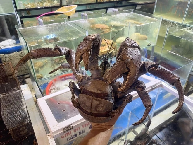 Mỗi con cua dừa thường có trọng lượng từ 1,5-2kg, chiều dài sải chân khoảng 40-50 cm. Với giá bán từ 6-7 triệu đồng/kg, tính ra mỗi con cua trung bình hơn 10 triệu đồng nhưng vẫn có nhiều khách đặt trước. Ảnh: Znews
