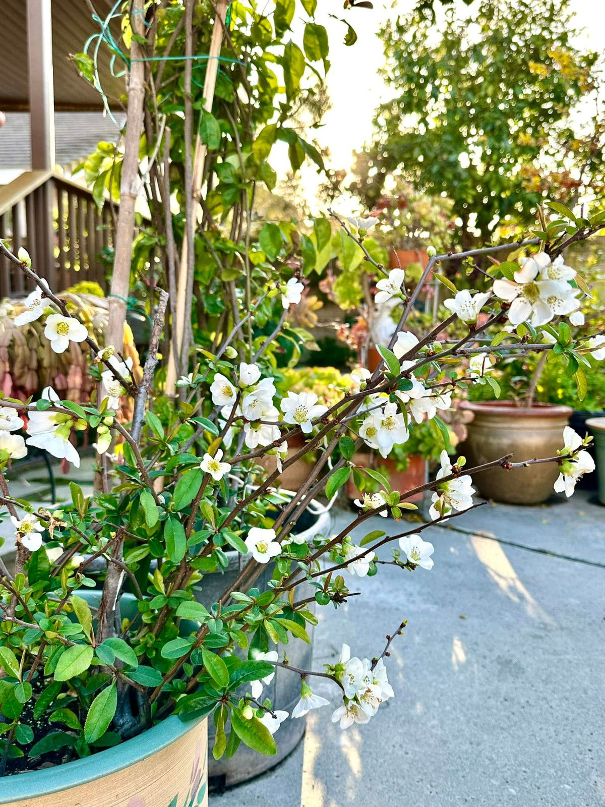 Đủ các loại hoa đua nhau khoe sắc. Ảnh: FB Hồng Đào