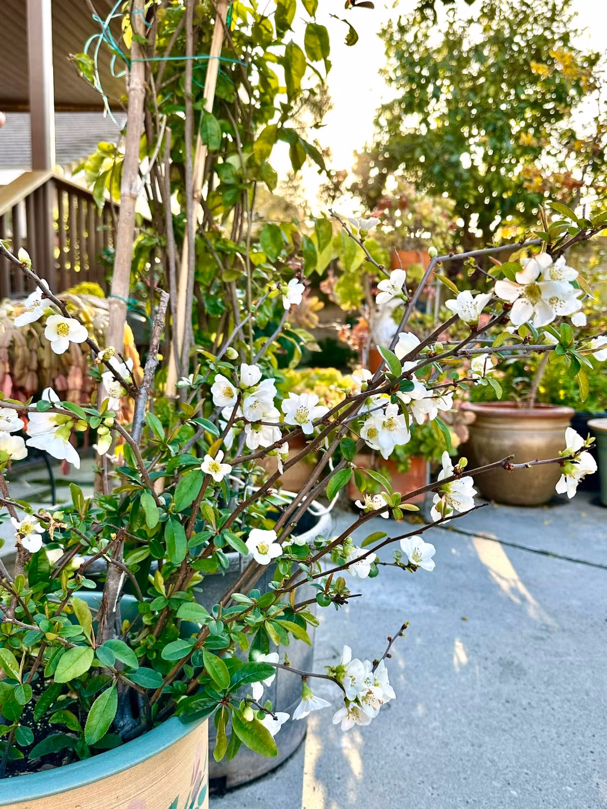 Đủ các loại hoa đua nhau khoe sắc. Ảnh: FB Hồng Đào