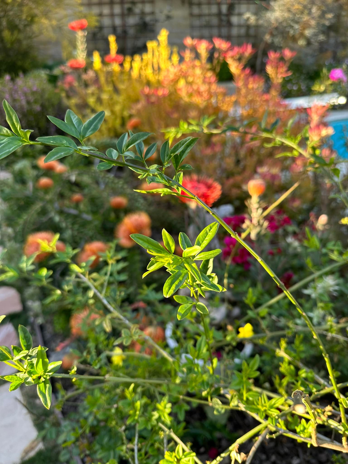 Mẹ Hồng Đào là người chăm sóc khu vườn giúp nữ nghệ sĩ khi cô bận rộn. Ảnh: FB Hồng Đào