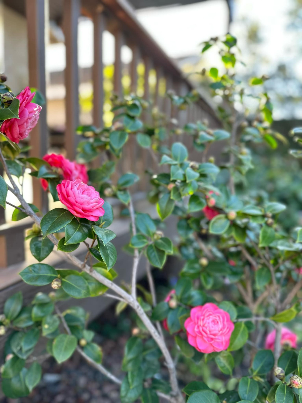 Trong vườn, Hồng Đào trồng nhiều loài hoa như hoa sen đá, hoa ly, hoa hồng... Ảnh: FB Hồng Đào