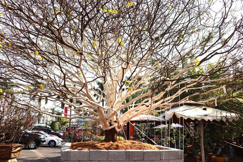 Cũng theo tiết lộ của nhân, dáng thế, tán cây đều tự nhiên, không qua uốn nắn. Ảnh: Bahatinh