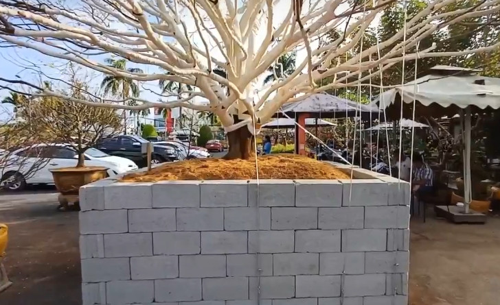 Chủ nhân của cây mai cho biết, việc định giá mai vàng dựa vào thông số của bề hoành (thân cây). Cây mai 70 năm tuổi với bề hoành hơn 130cm là rất quý hiếm. Ảnh: Người lao động