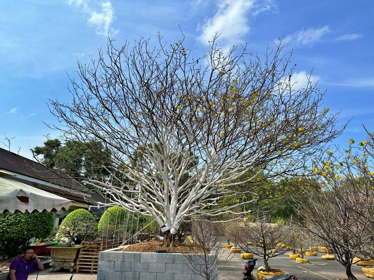 Với số đo khủng, cây mai rơi vào tầm ngắm của nhiều đại gia. Một số người trả 1 tỷ hoặc 1,2 tỷ nhưng chủ nhân lắc đầu. Ảnh: Vietnamnet