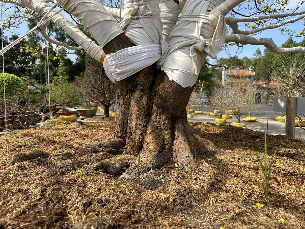 Trọng lượng của "cụ mai" bao gồm cả bồn đất khoảng hơn 5 tấn. Ảnh: Vietnamnet