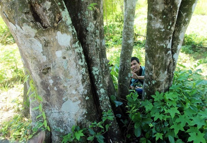 Là cây thân gỗ, dó bầu có kích thước cao lớn từ 15- 40m. Đường kính của thân cây có thể lên tới 80cm, thẳng đứng, vỏ nhẵn mịn màu nâu xám. Ảnh: Vietnamnet