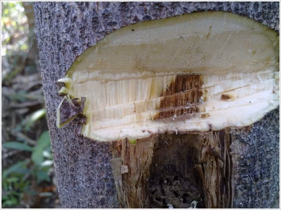 Để cây dó bầu tạo ra trầm hương, chúng phải bị nhiễm nấm mốc. Để chống lại sự tấn công của nấm Phialophora parasitica, cây dó bầu tạo ra một loại nhựa thơm màu sẫm và ẩm. Ảnh: Internet