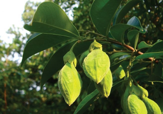 Cây dó bầu có hoa, thường mọc thành chùm, màu vàng lục hoặc vàng xám. Ảnh: Vanhoatramhuong