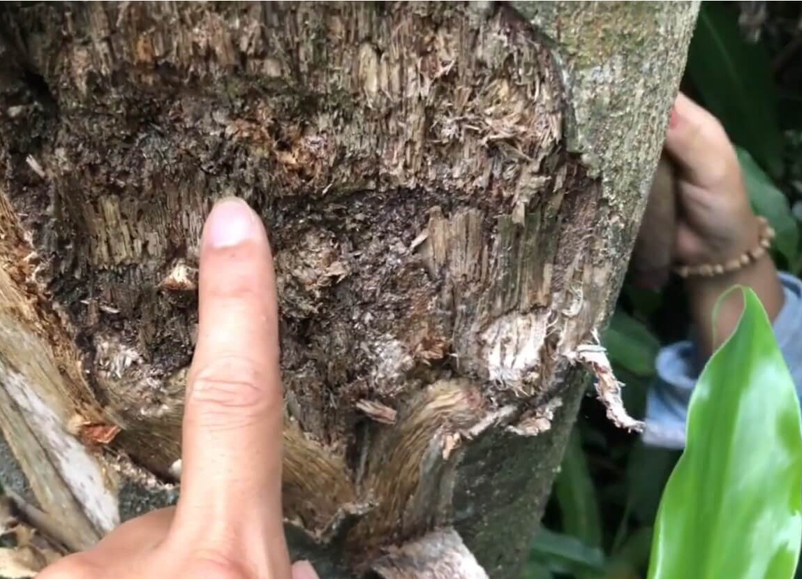 Trong vài năm, nhựa ăn sâu vào lõi gỗ để tạo ra trầm hương. Ảnh: Thiên mộc hương