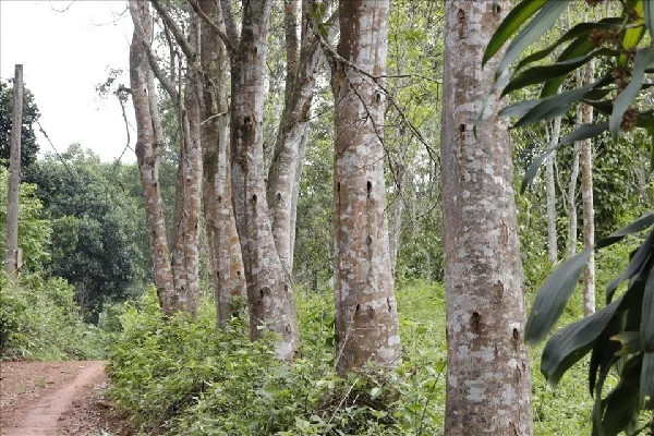 Lá cây dó bầu hình bầu dục hoặc lưỡi mác, khá mỏng và mọc đối xứng nhau. Ảnh: Internet