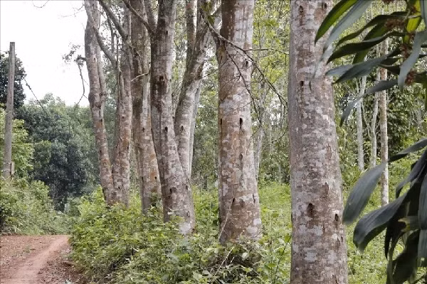 Lá cây dó bầu hình bầu dục hoặc lưỡi mác, khá mỏng và mọc đối xứng nhau. Ảnh: Internet