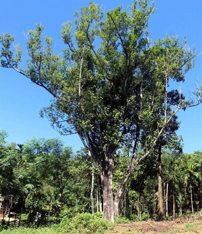 Cây dó bầu sinh trưởng chủ yếu ở các khu rừng nguyên sinh, và vùng nhiệt đới như Đông Nam Á. Tại Việt Nam, cây dó bầu có tại khu vực miền Trung và miền Nam. Ảnh: Vietnamnet