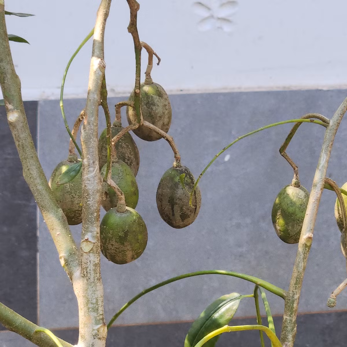 Cây cóc cũng cho nhiều trái. Ảnh: FB Quach Thanh Danh