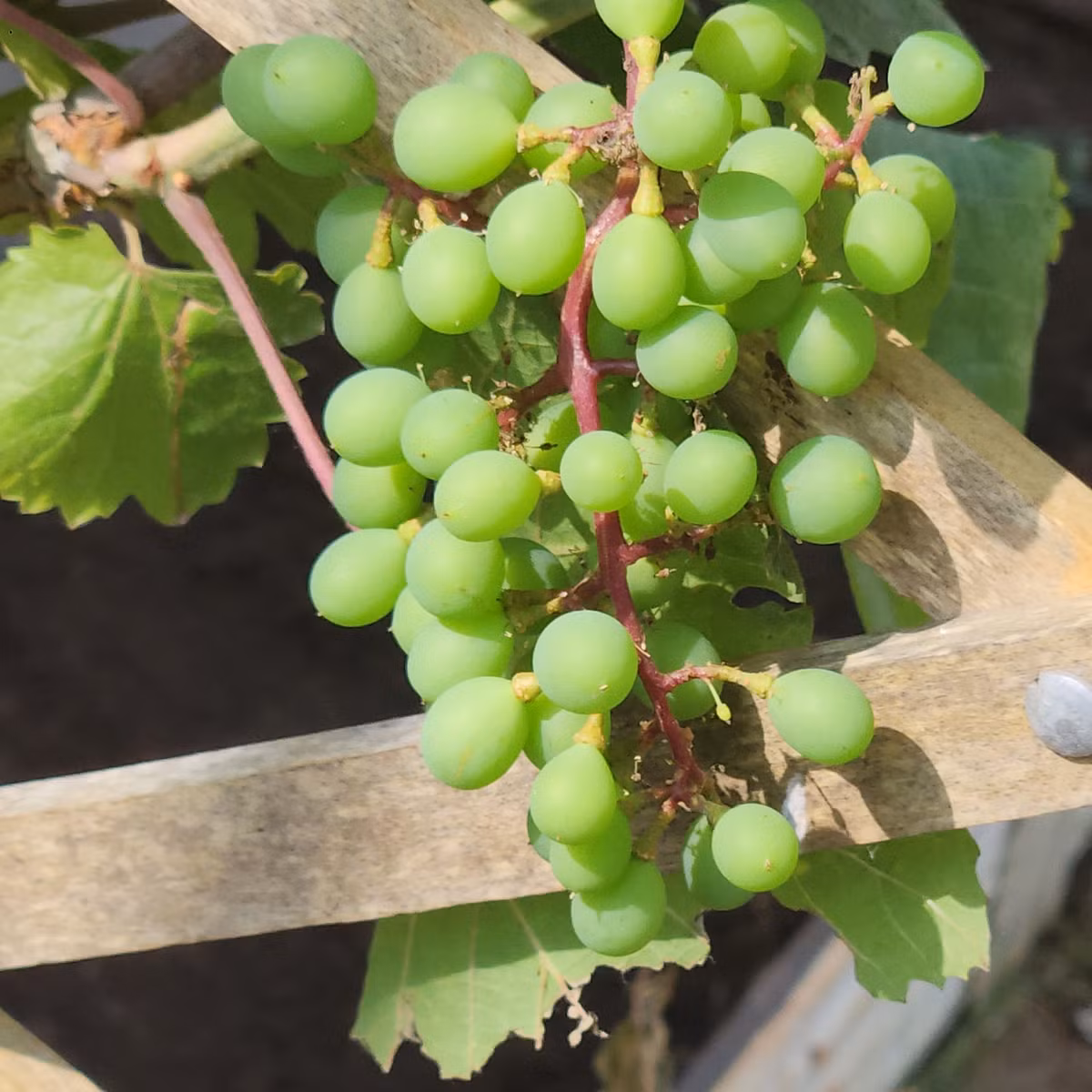 Chùm nho chi chít quả. Ảnh: FB Quach Thanh Danh
