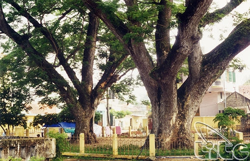 Cây thứ hai to hơn, cao khoảng 30m, đường kính gốc tới 7,2m, tán lá xanh tốt vươn dài tới 25m. Ảnh: Vietnam-tourism