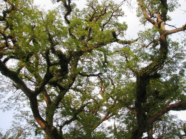 Trải qua bao năm tháng và khí hậu khắc nghiệt, cây lim vẫn xanh tươi như một tượng đài mộc mạc, đơn sơ nhưng đầy sinh lực. Ảnh: Tiền phong