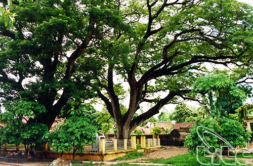 Một cây cao khoảng 30m, chu vi gốc 5,5m, phần thân chính cao khoảng 6m, cành lá xum xuê, xanh tốt, tán lá vươn dài tới 20m. Ảnh: Vietnam-tourism